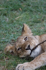 Lion family with cubs playing in the Okavango Delta in the Khwai Region