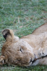 Lion family with cubs playing in the Okavango Delta in the Khwai Region