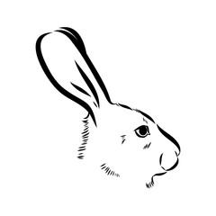 Wild Hare, Hand-Drawn Vector, Graphic Style, Abyssinian hare, vector sketch