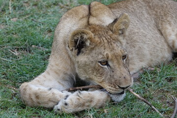 Lion family with cubs playing in the Okavango Delta in the Khwai Region