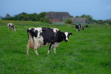 Cow on a summer pasture. Herd of cows grazing in Alps. Holstein cows on summer pasture. Mature cow at grass field. Cows eating grass at pasture. Cow Farm. Cows grazing at pasture.
