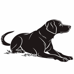 black labrador retriever dog