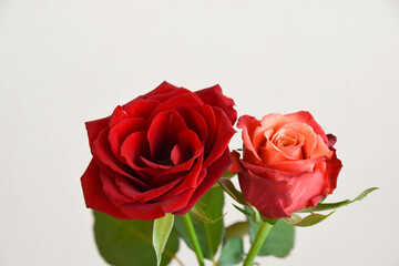 赤い薔薇