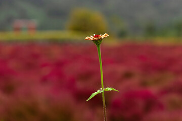 A single flower standing alone