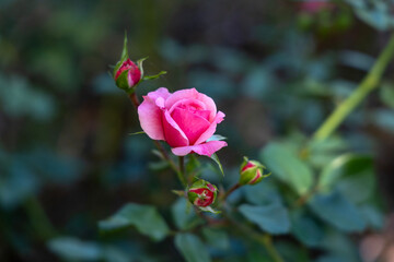 pink rose in garden