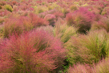 A field of colorful broom cypress