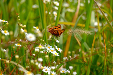 butterfly on a yellow flower