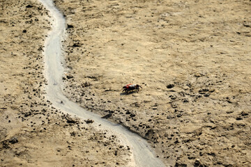 A small crab on the beach