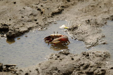 crab on the beach