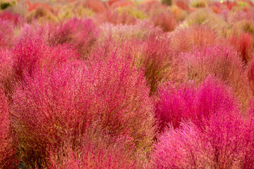 pink color field of broom cypress