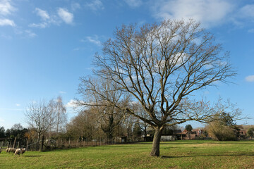 Obraz premium Open field with a large bare tree, a few sheep, and houses in the distance under a vibrant blue sky, representing pastoral life.