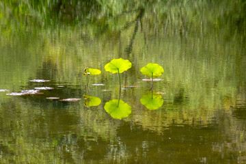 reflection in the pond louts leaf