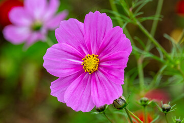 Obraz premium Cosmos with yellow-pink flower stamens