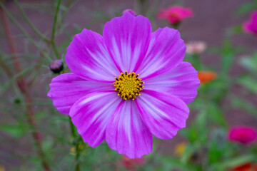 Obraz premium Close-up of pink cosmos