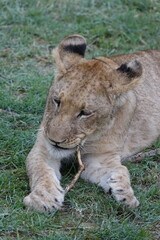 Lion family with cubs playing in the Okavango Delta in the Khwai Region