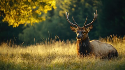 Obraz premium Majestic Elk in Golden Hour Light