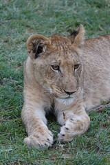 Lion family with cubs playing in the Okavango Delta in the Khwai Region