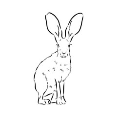 Wild Hare, Hand-Drawn Vector, Graphic Style, Abyssinian hare, vector sketch
