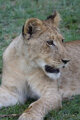 Lion family with cubs playing in the Okavango Delta in the Khwai Region
