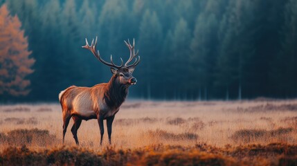 Obraz premium Majestic stag in autumnal field