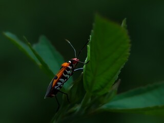 macro photos with a animals.