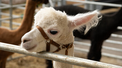 Alpaca