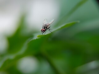 macro photos with a animals.