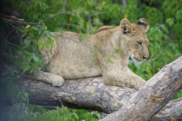 Lion family with cubs playing in the Okavango Delta in the Khwai Region