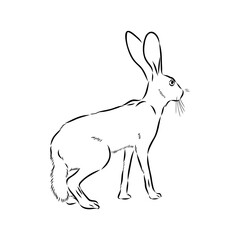 Wild Hare, Hand-Drawn Vector, Graphic Style, Abyssinian hare, vector sketch