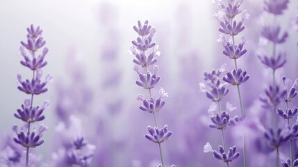 Obraz premium Serene Lavender Field: A Dreamy Purple Panorama
