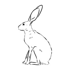 Wild Hare, Hand-Drawn Vector, Graphic Style, Abyssinian hare, vector sketch