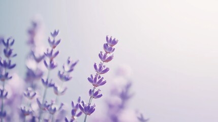 Fototapeta premium Serene Lavender Field: A Gentle Breeze Through Purple Blooms