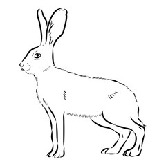 Wild Hare, Hand-Drawn Vector, Graphic Style, Abyssinian hare, vector sketch
