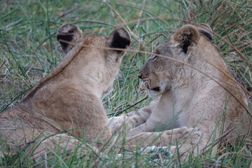 Lion Family with Cubs playing along the Okavango Delta in the Khwai Region