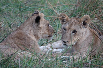 Lion Family with Cubs playing along the Okavango Delta in the Khwai Region