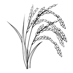 Rice plant