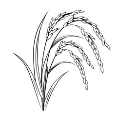 Rice plant