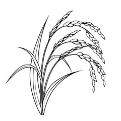 Rice plant