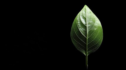 Bright green leaf with intricate veins on a black background. Nature-themed designs and environmental concepts.