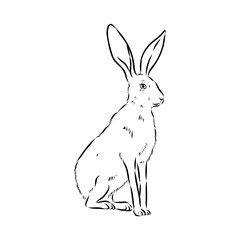 Wild Hare, Hand-Drawn Vector, Graphic Style, Abyssinian hare, vector sketch