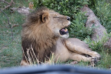 Lion Family with Cubs playing along the Okavango Delta in the Khwai Region
