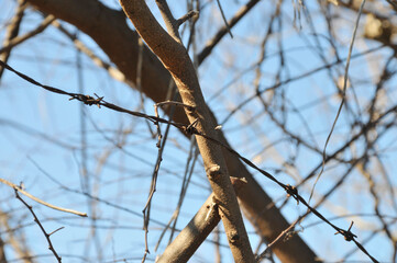 錆びた古い有刺鉄線