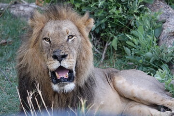 Lion Family with Cubs playing along the Okavango Delta in the Khwai Region
