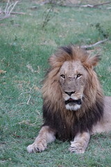 Lion Family with Cubs playing along the Okavango Delta in the Khwai Region