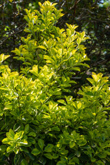 Beautiful yellow foliage glows on branches of Ligustrum Viaryi bush against blurred dark background. Ligustrum Viaryi bush grows in ornamental garden. Selective focus. Nature concept for design