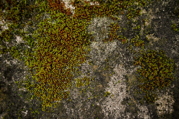 Photo of a rough, dirty, and algae-filled cement floor.  