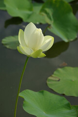 Lotus blanc au jardin d'été
