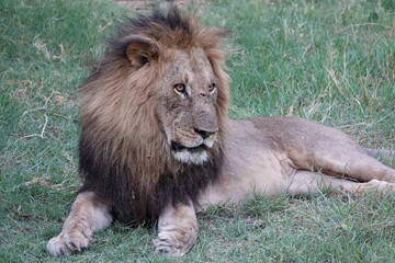 Lion Family with Cubs playing along the Okavango Delta in the Khwai Region