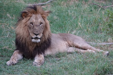 Lion Family with Cubs playing along the Okavango Delta in the Khwai Region