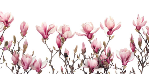 Naklejka premium PNG Magnolia flowers blossom sprout petal.